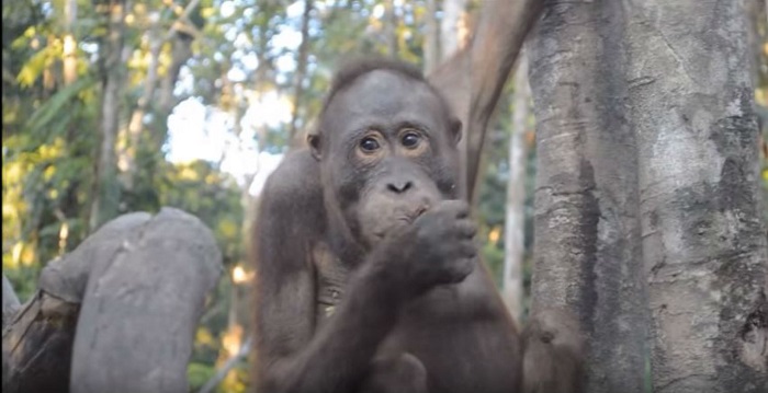 `World`s saddest` orangutan was chained up for years - now he`s free